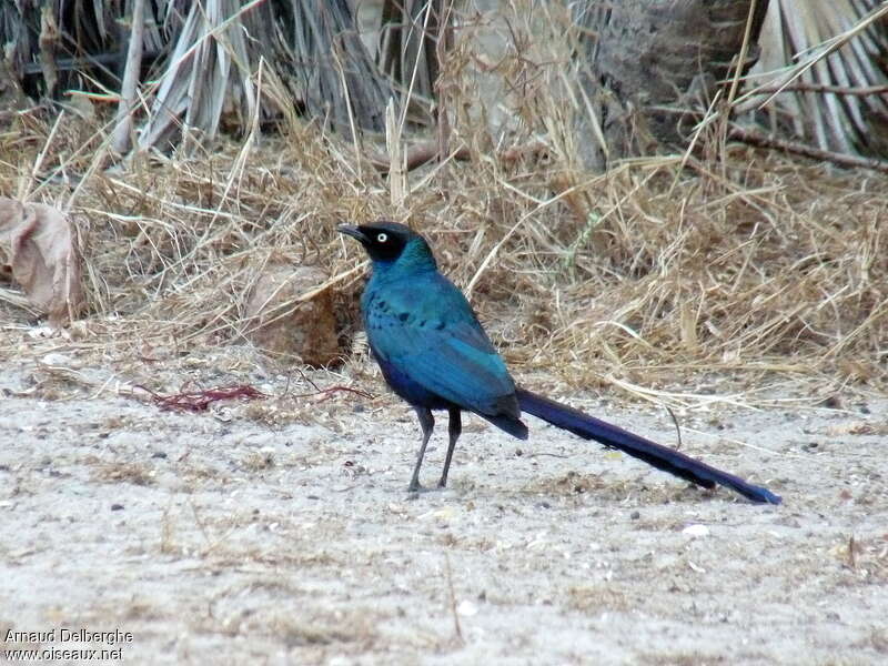 Choucador à longue queueadulte, identification