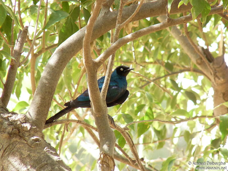 Long-tailed Glossy Starling