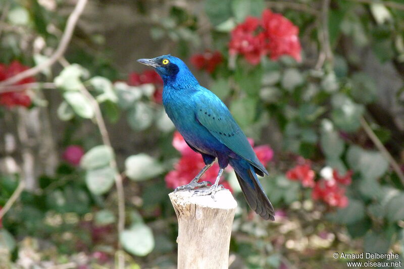 Greater Blue-eared Starling