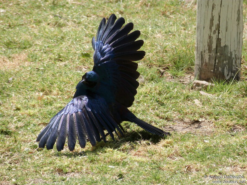 Burchell's Starling