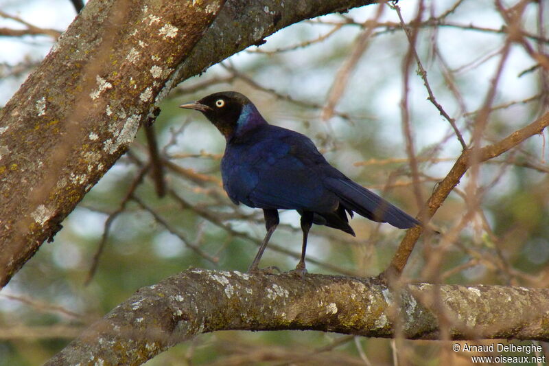 Rüppell's Starling