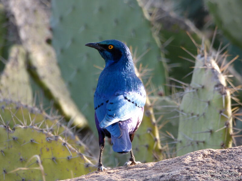 Lesser Blue-eared Starling