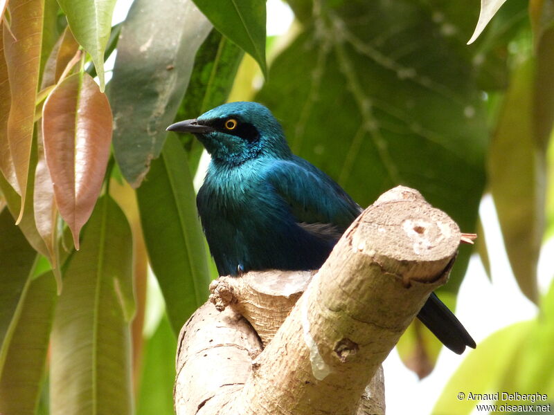 Choucador de Swainson