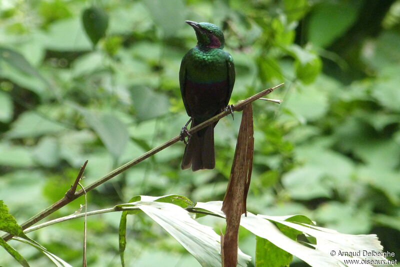 Emerald Starling