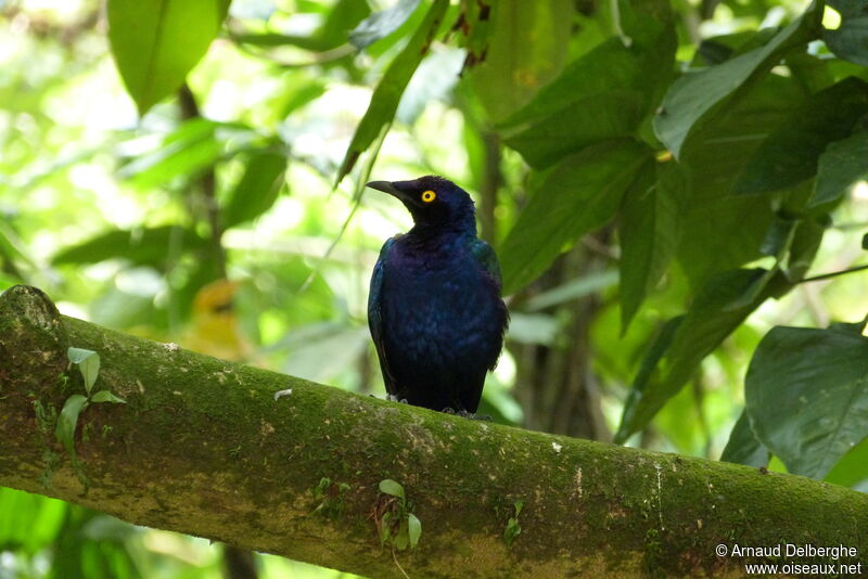 Purple Starling