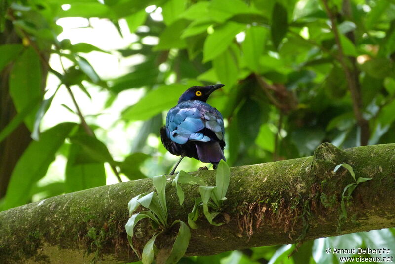 Purple Starling