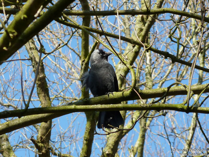 Western Jackdaw