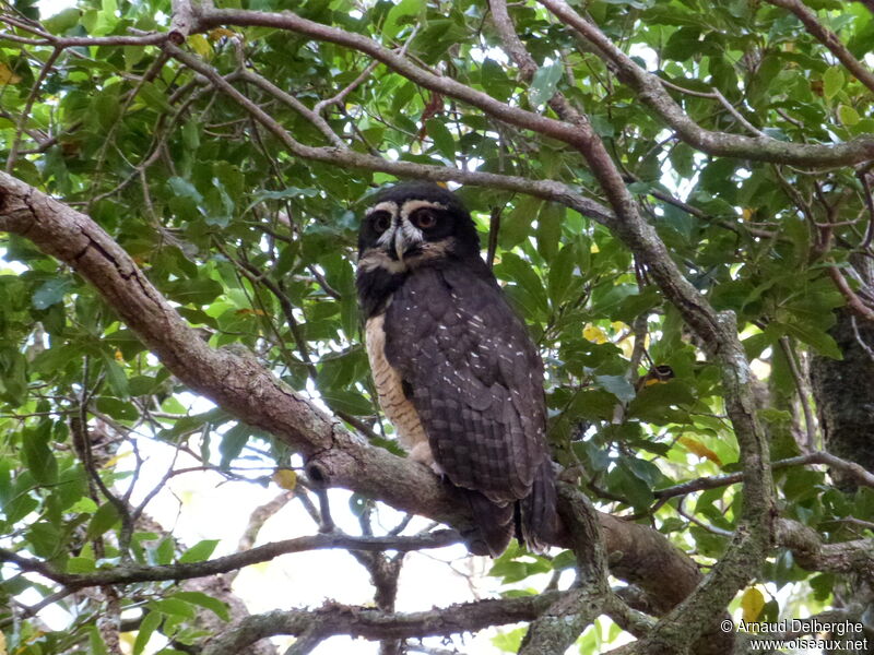 Spectacled Owl