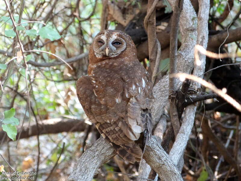 African Wood Owladult