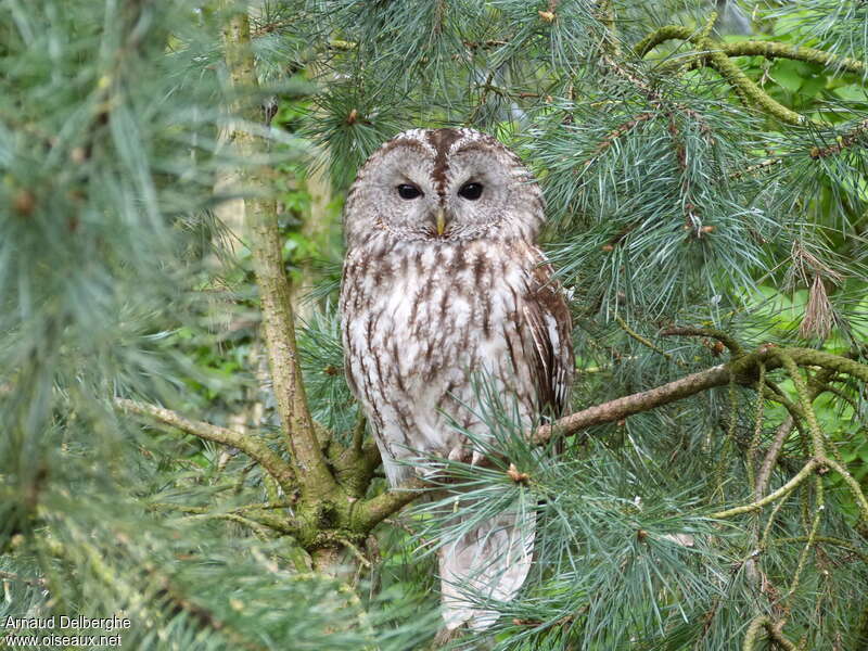 Tawny Owl, habitat