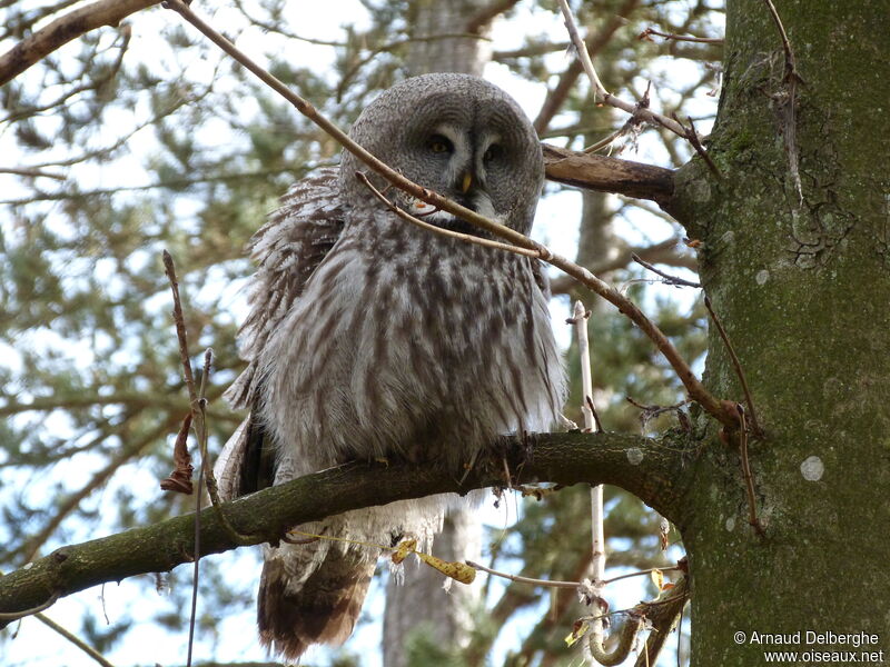 Great Grey Owl