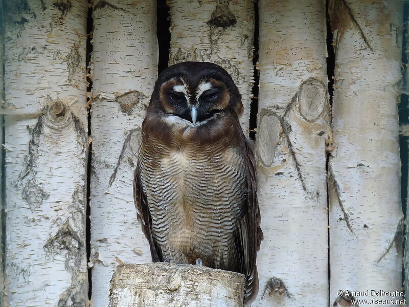 Brown Wood Owl