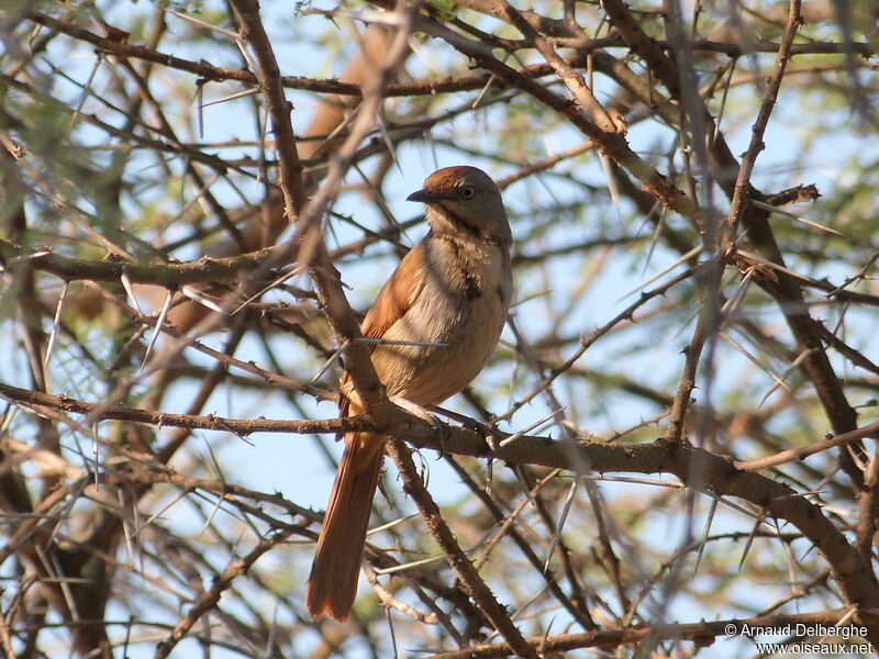 Collared Palm Thrush