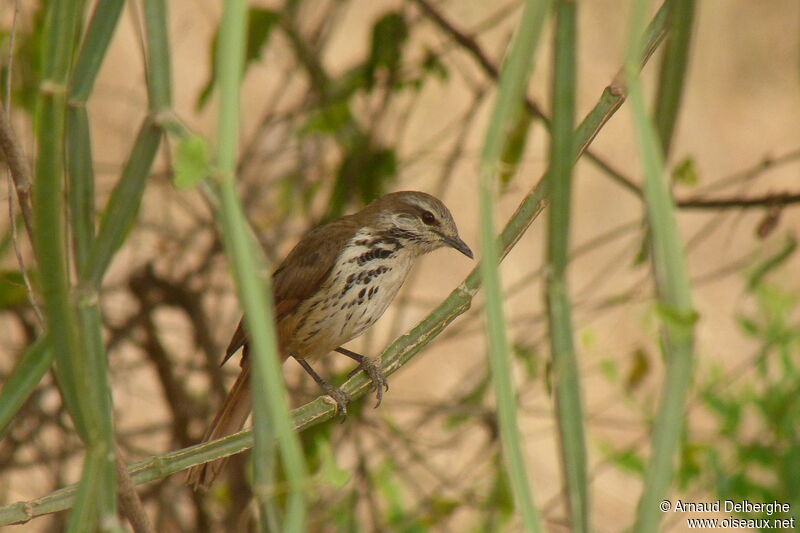 Spotted Palm Thrush