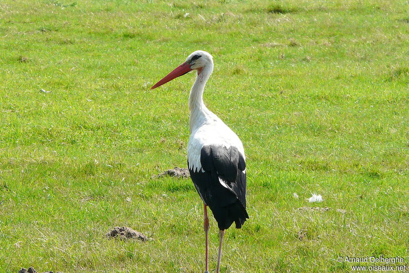 White Stork