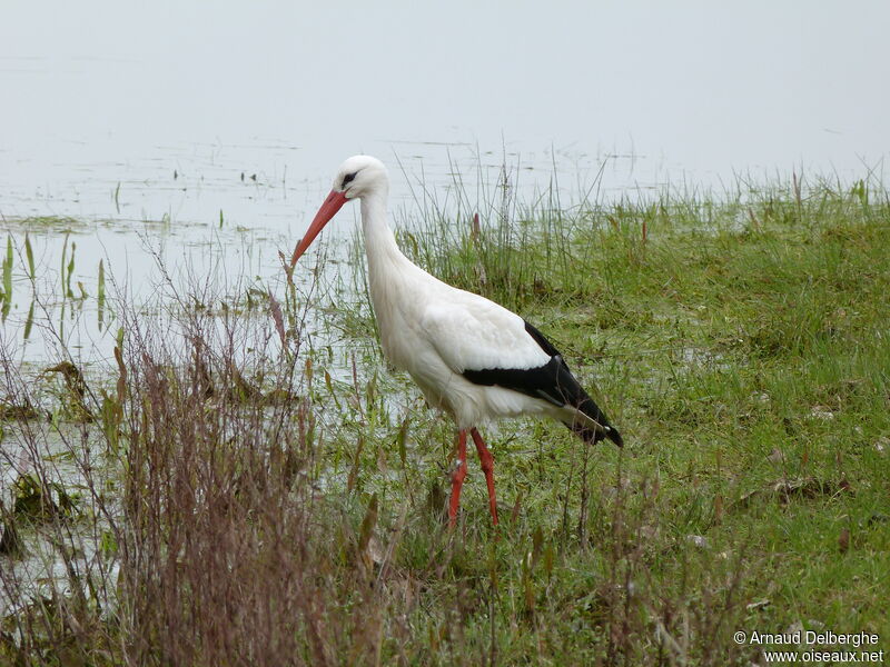 Cigogne blanche