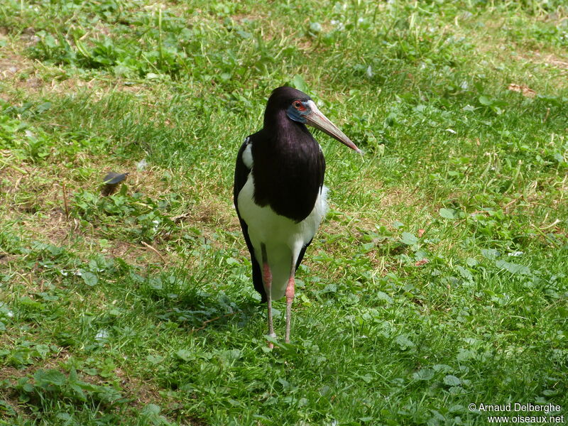 Abdim's Stork