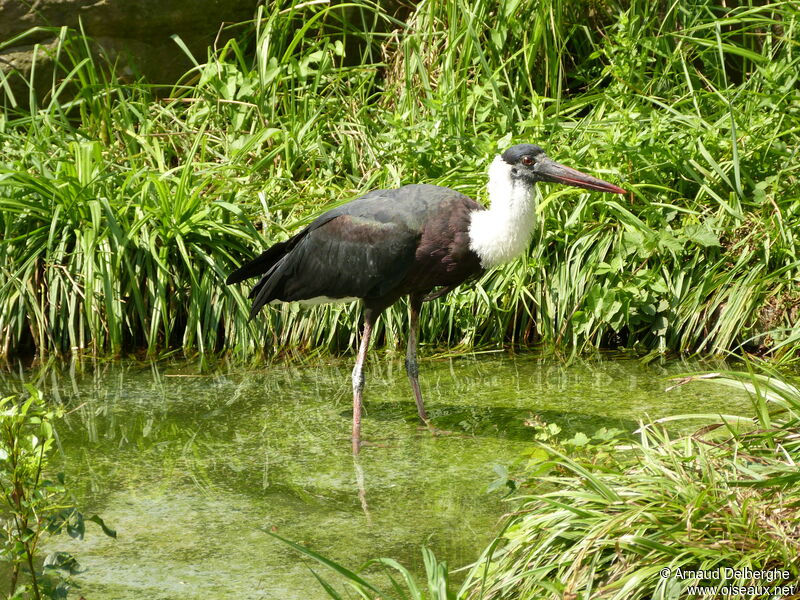 Asian Woolly-necked Stork