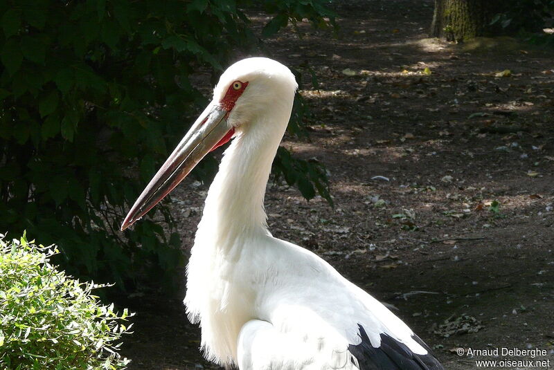 Cigogne maguari