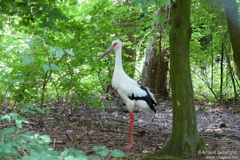 Cigogne maguari