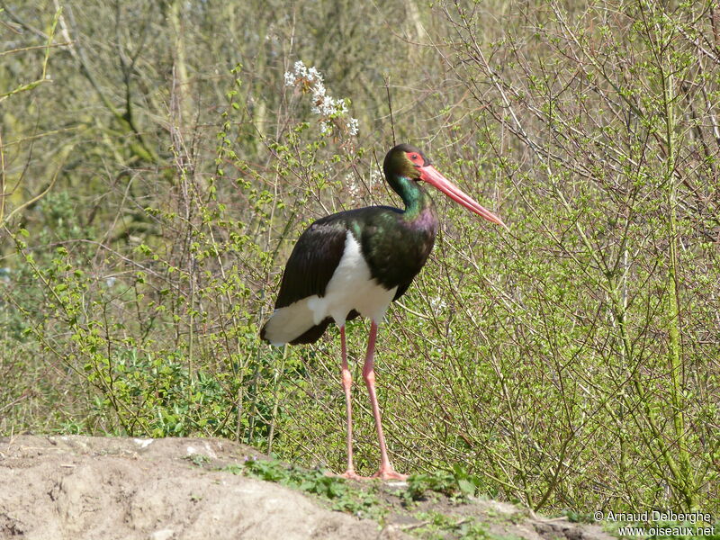 Cigogne noire