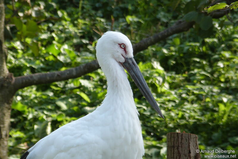 Cigogne orientale