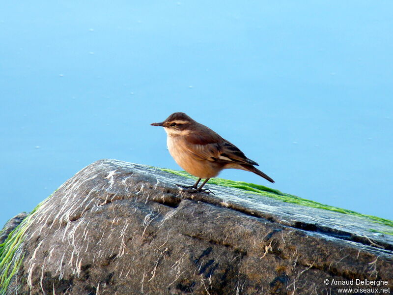 White-winged Cinclodes