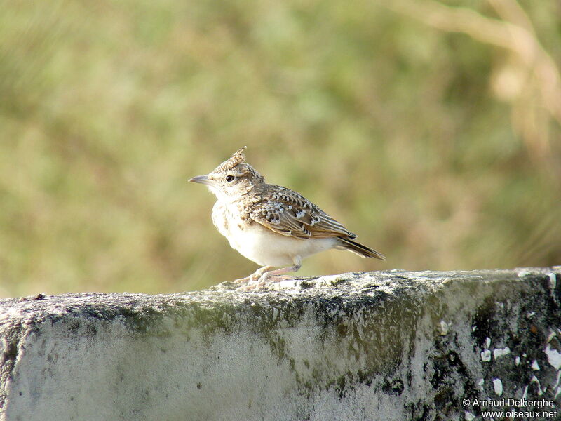 Cochevis huppé