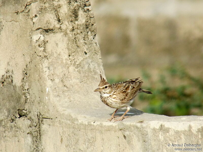 Crested Lark