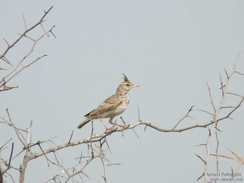 Cochevis huppé