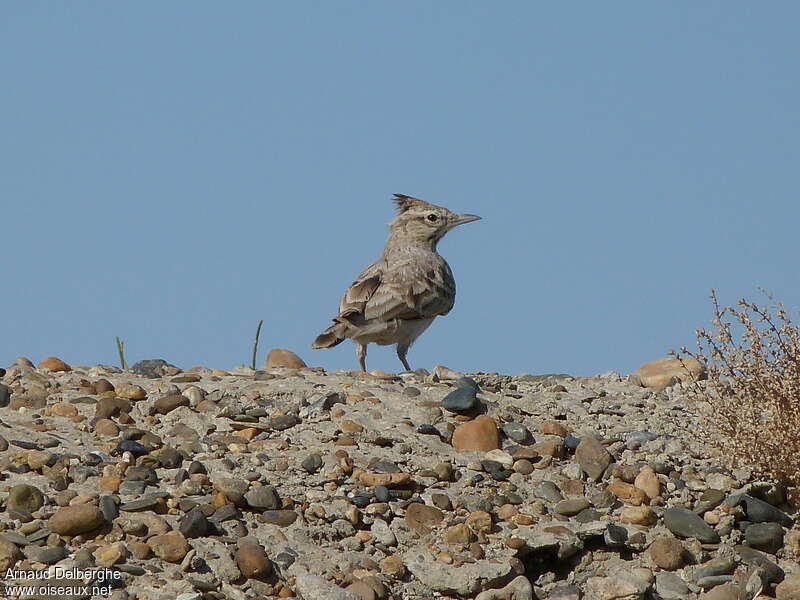 Crested Larkadult, habitat