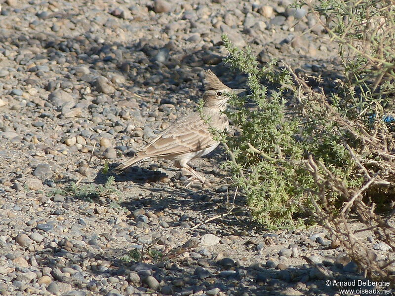 Crested Lark