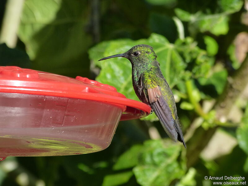 Stripe-tailed Hummingbird