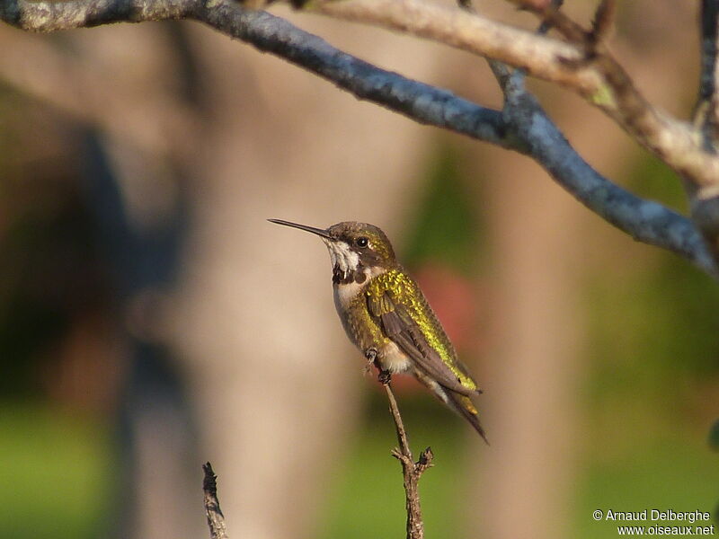 Colibri à gorge rubis