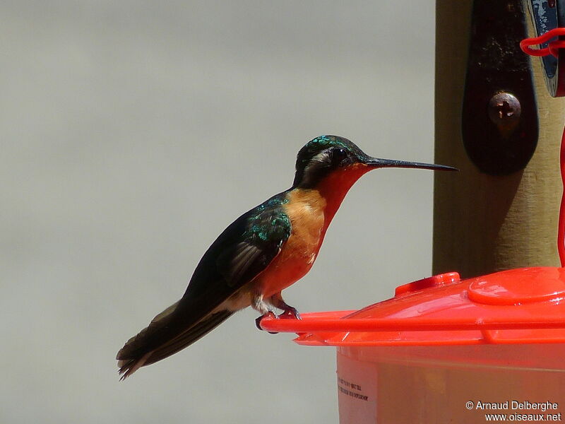 Colibri à ventre châtain femelle