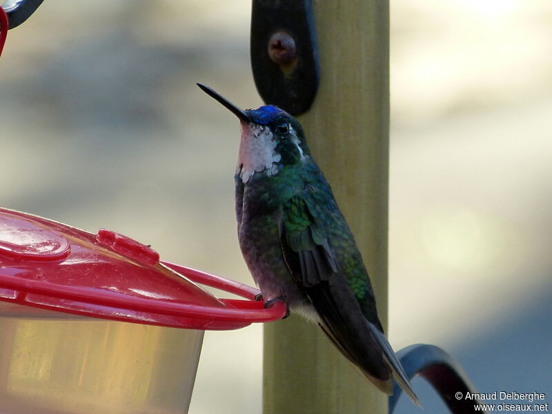 White-throated Mountaingem male