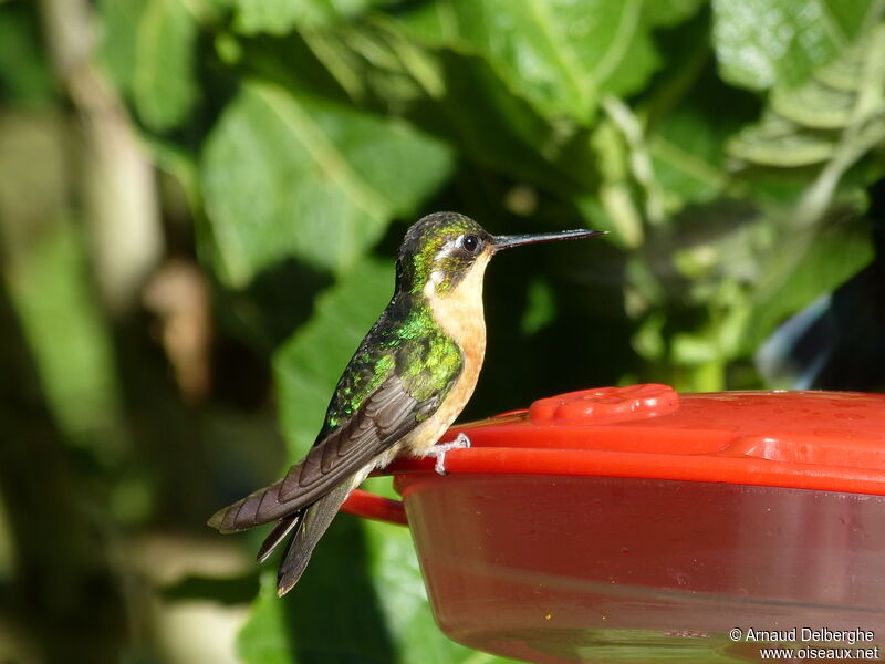 White-throated Mountaingem female