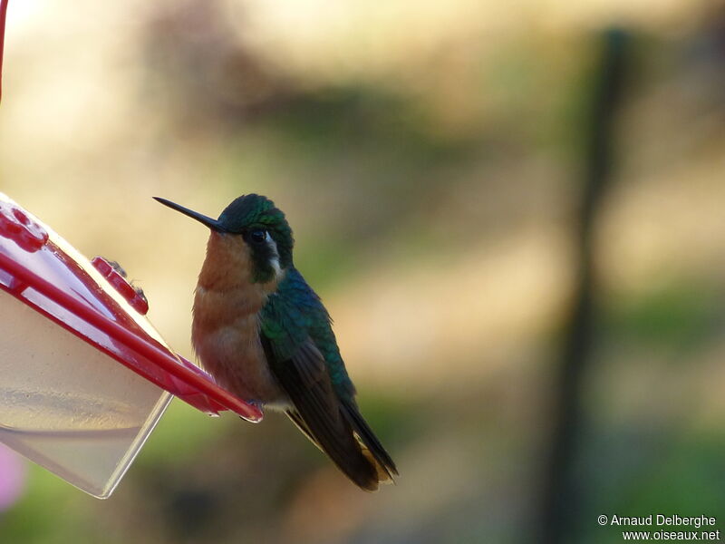 Colibri à ventre châtain femelle