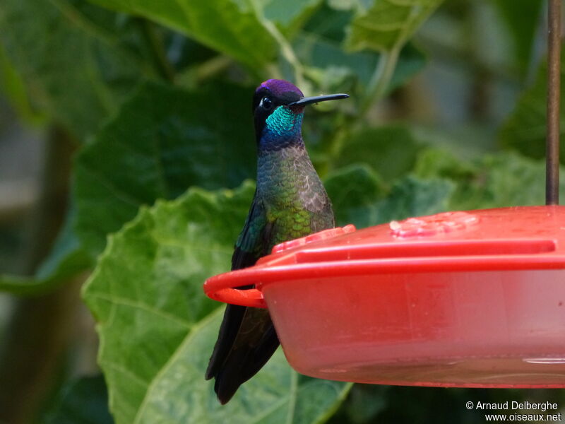 Colibri de Rivoli