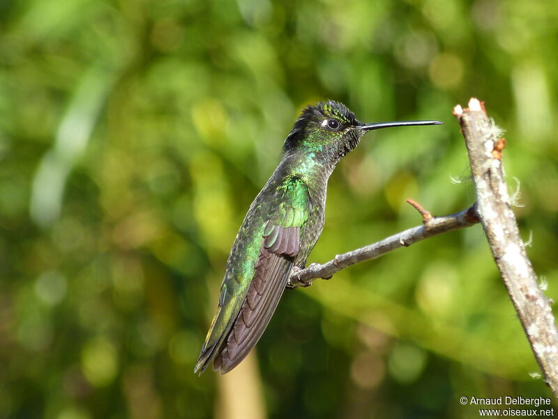 Rivoli's Hummingbird