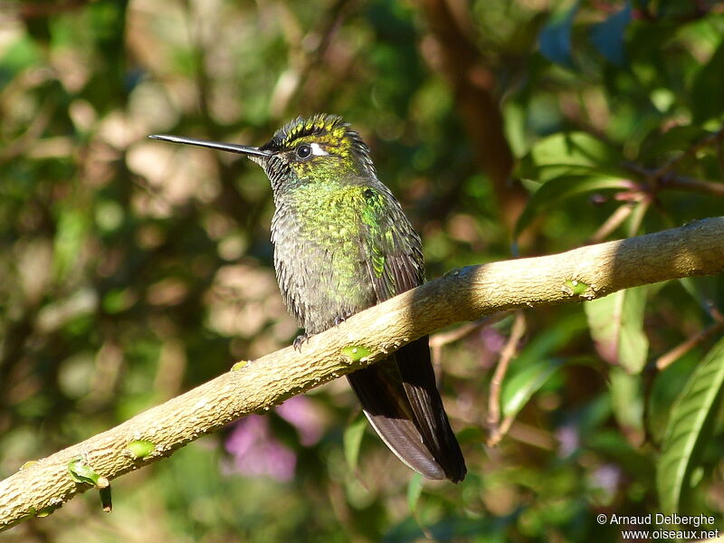 Colibri de Rivoli