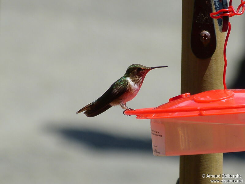 Colibri flammule femelle