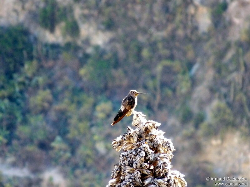 Giant Hummingbird