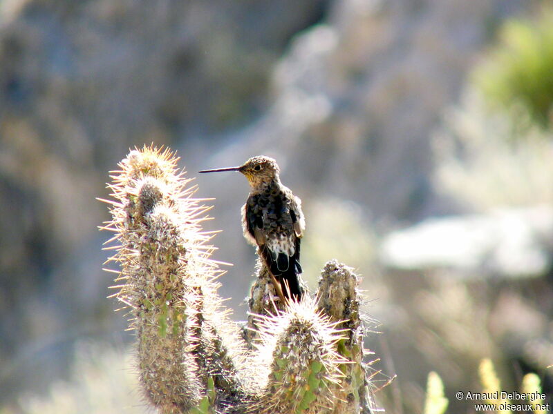 Colibri géant