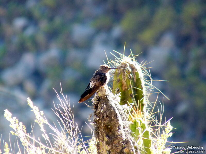 Colibri géant