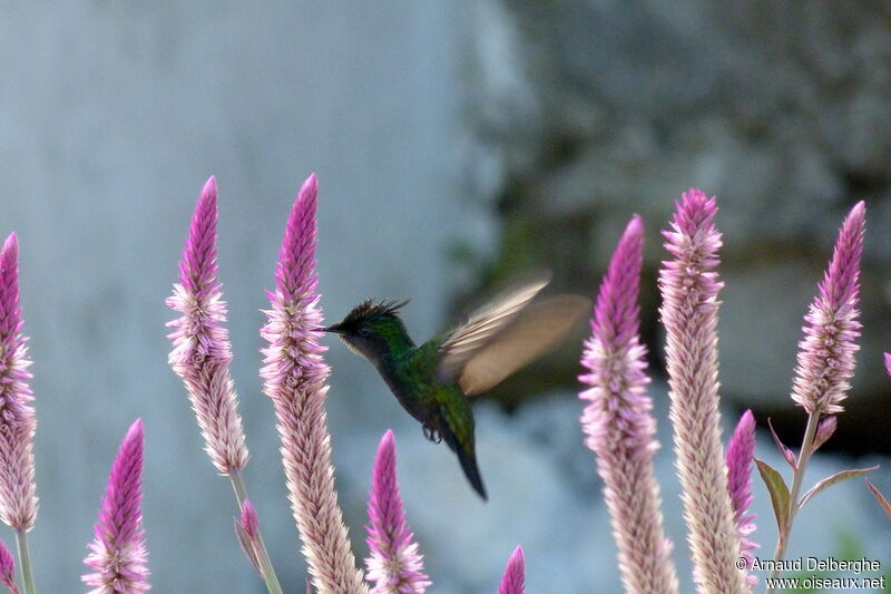 Antillean Crested Hummingbird