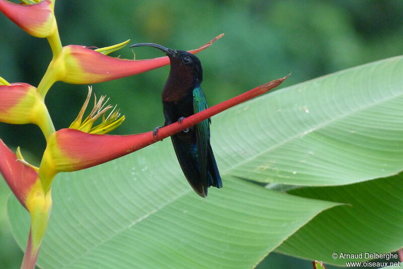 Colibri madère