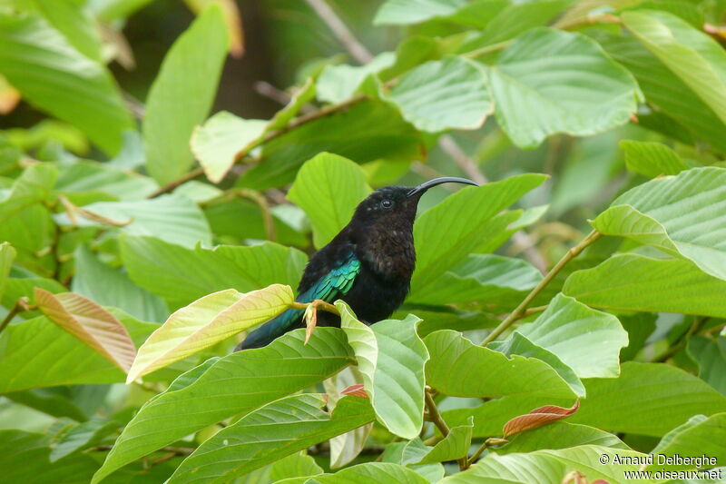 Purple-throated Carib