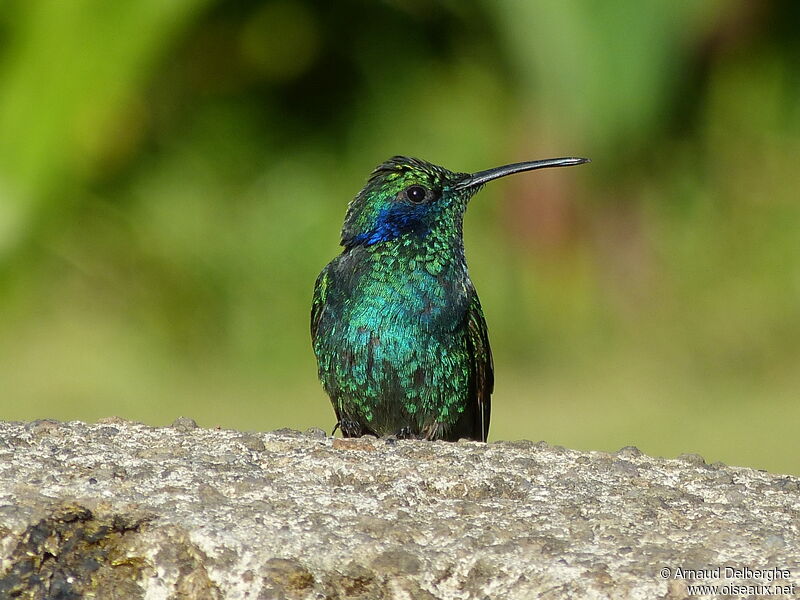 Colibri thalassin