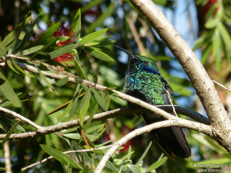 Colibri thalassin